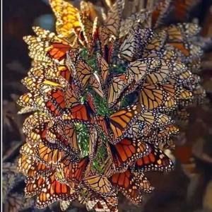 Meet your Posher, Pierrette